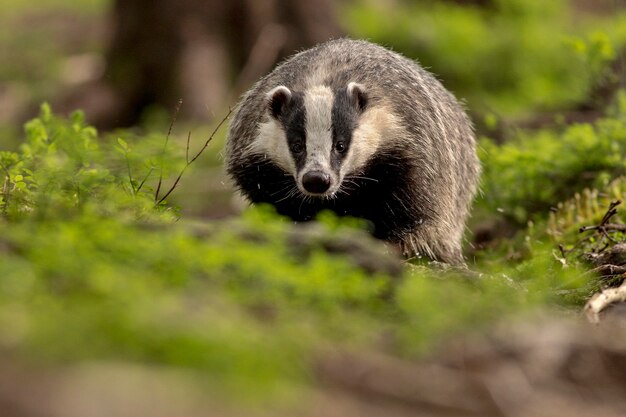 Beautiful and rare Badger in the nature habitat in Czech Republic