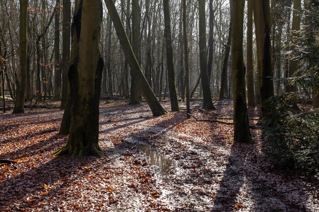 네덜란드의 숲에서 석양의 아름다운 광선