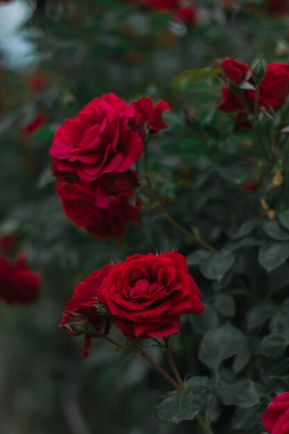 Beautiful red blossomed garden roses