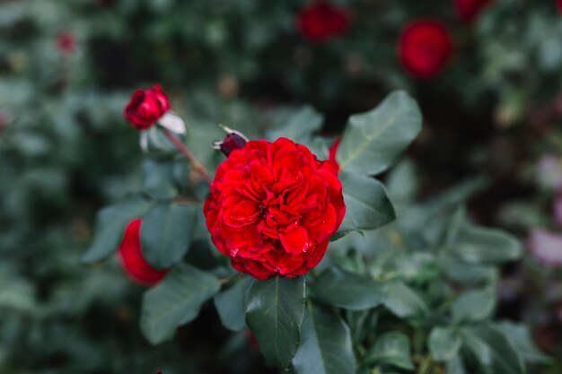 植物園で生長する美しい赤い花