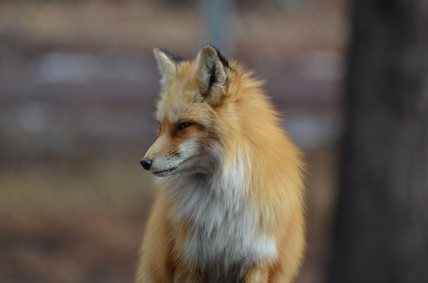 Beautiful red fox looking down.