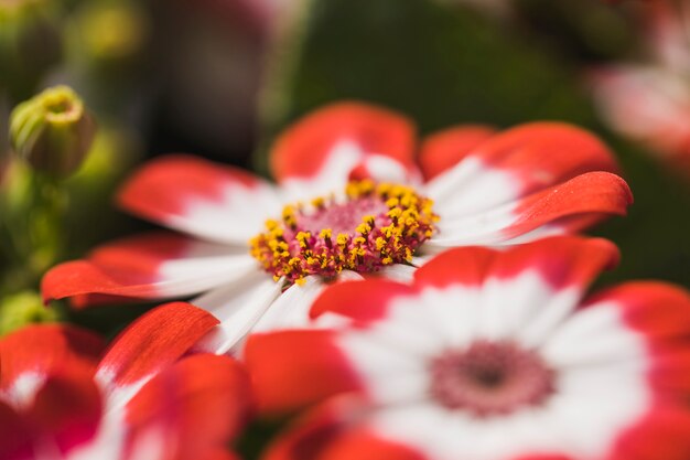 Beautiful red fresh flowers