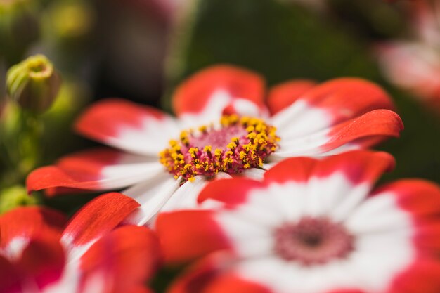 美しい赤い生花