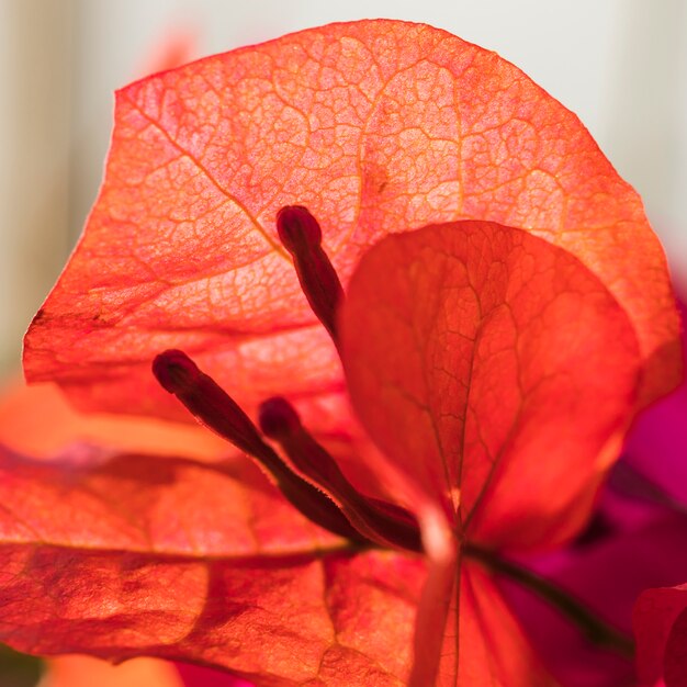 아름 다운 붉은 신선한 꽃잎
