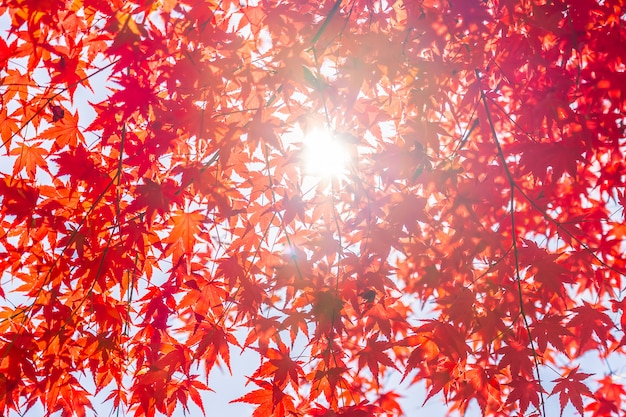 Free photo beautiful red and green maple leaf on tree