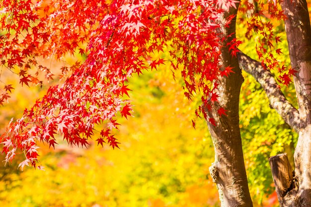 Beautiful red and green maple leaf on tree