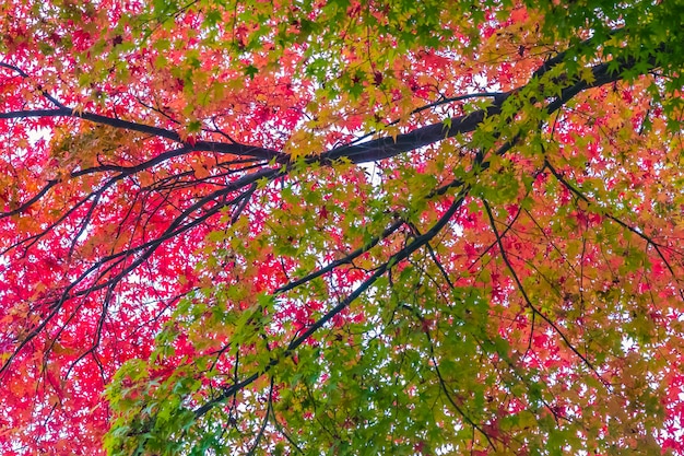 木の美しい赤と緑のカエデの葉