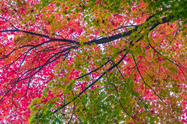 Beautiful red and green maple leaf on tree