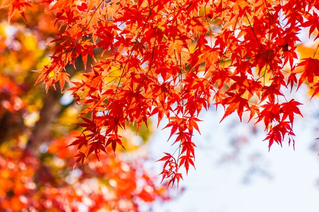 Beautiful red and green maple leaf on tree