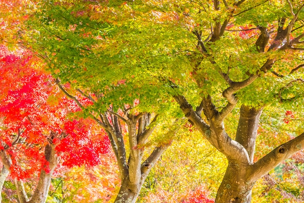 Красивый красный и зеленый кленовый лист на дереве