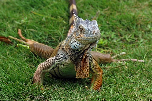 Foto gratuita bella testa rossa del primo piano dell'iguana sul primo piano animale di legno