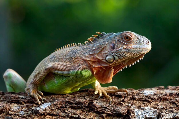 Gambar Iguana