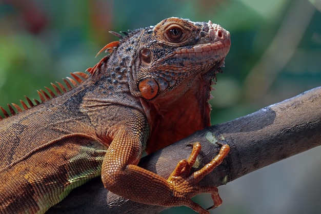 Beautiful red iguana on wood animal closeup