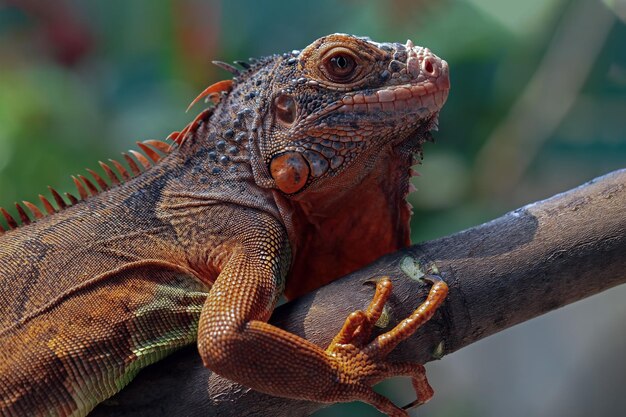 Beautiful red iguana on wood animal closeup