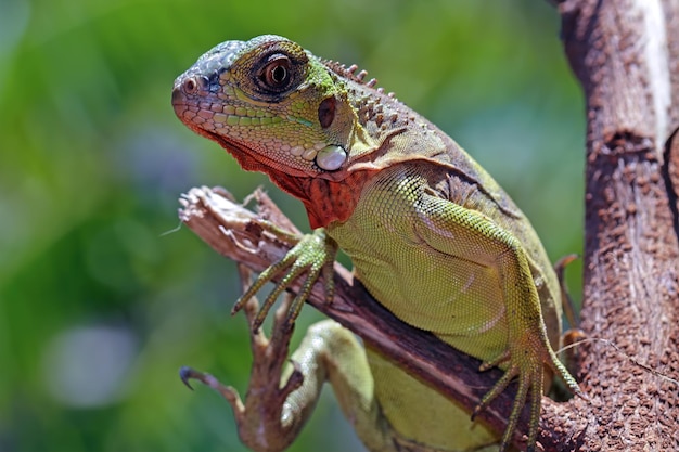 Beautiful red iguana on wood animal closeup