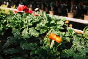 Free photo beautiful red and orange gerbera flowers growing in greenhouse