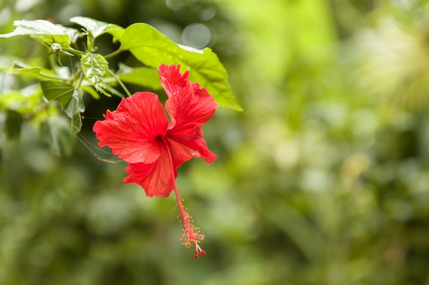 beautiful red-petaled Chinese hibiscus flower with green leaves