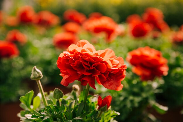 햇빛에 아름 다운 빨간 미나리 아재 비 꽃