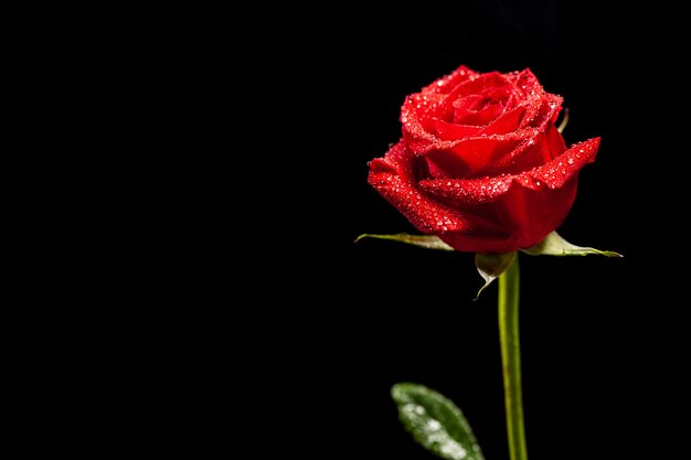 Beautiful red rose as symbol of love over black background. Symbol of passion. Natural flower.