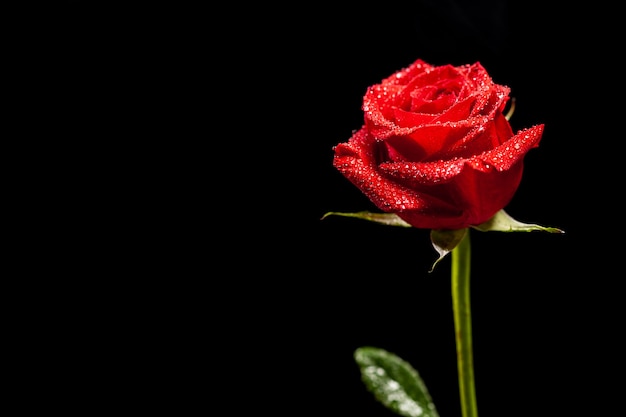 Beautiful red rose as symbol of love over black background. Symbol of passion. Natural flower.