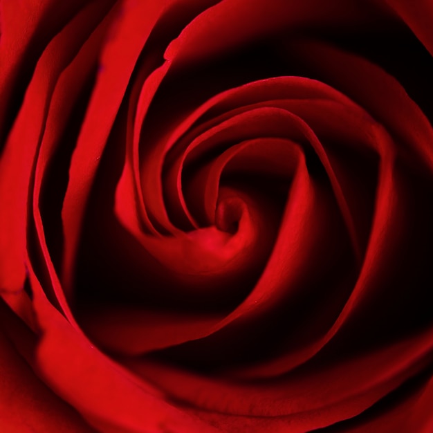 Макрофотография красивых красных роз