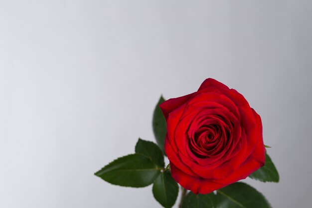 Beautiful red rose