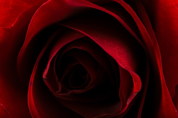 Beautiful red rose