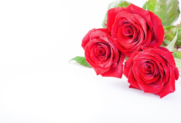 Красивые красные розы