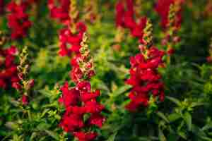 Free photo the beautiful red snapdragon flowers in the garden