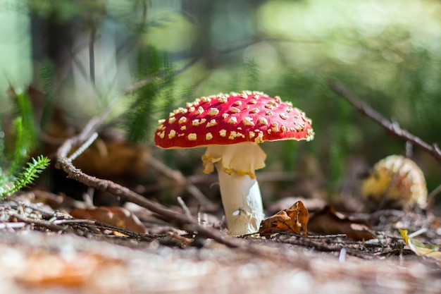 Beautiful red toadstool in the autumn forest Mushroom toadstool on the background bokeh nature