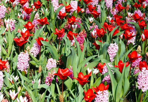 庭の赤いヒヤシンスの花 無料の写真