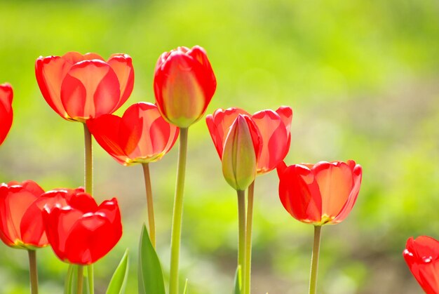 Красивые красные тюльпаны в саду