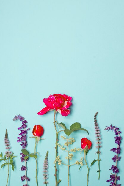 beautiful red and violet flowers