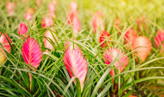 庭の保育園で美しい赤いvrieseaアナナスの花