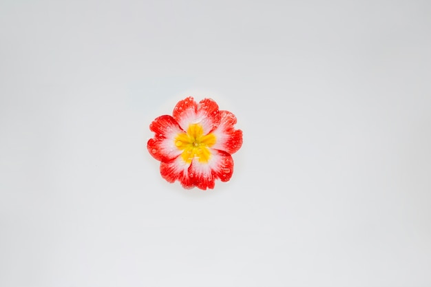 아름 다운 붉은 색과 흰색 꽃