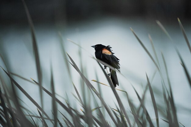 Beautiful red-winged blackbird standing on a tall blade of grass in a dark marshland