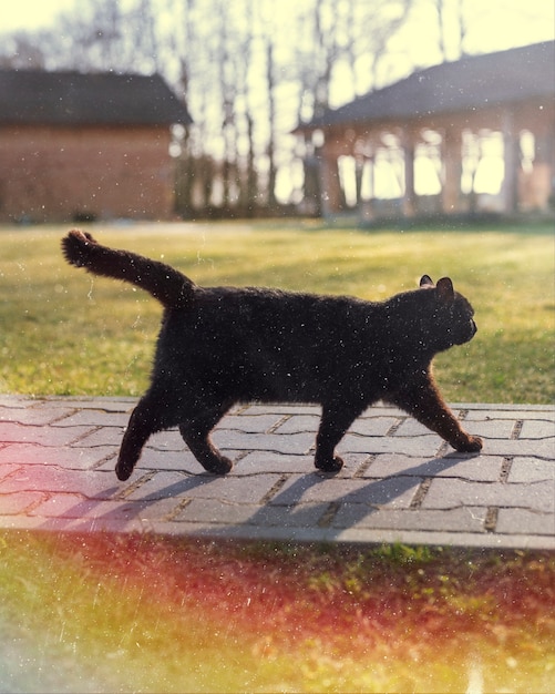 Красивая ретро природа с черной кошкой