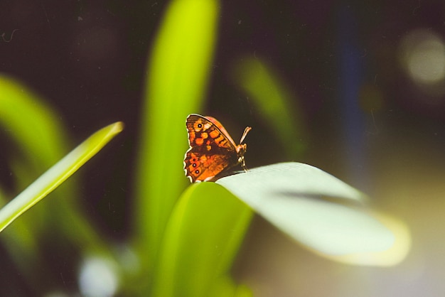 Красивая ретро-природа с бабочкой на листе