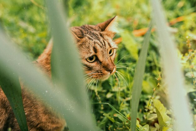 귀여운 고양이와 함께 아름다운 복고풍 자연