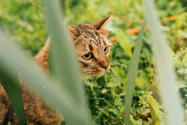 Красивая ретро-природа с милой кошкой