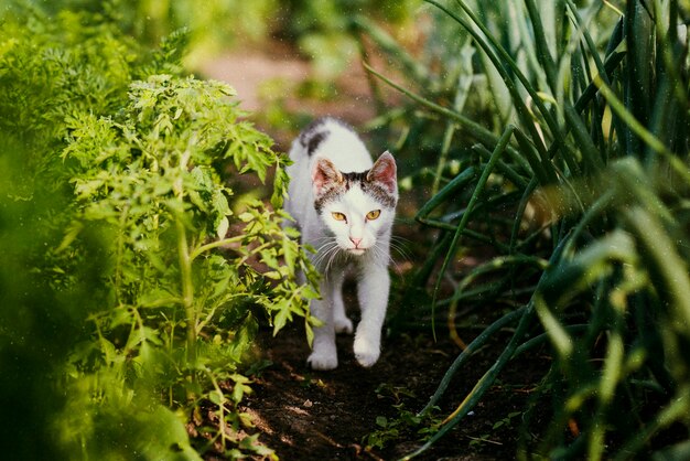 Beautiful retro nature with cute cat