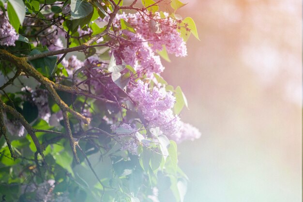 Beautiful retro nature with purple flowers