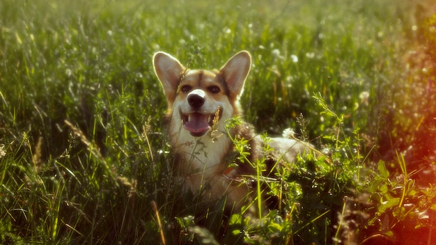 スマイリー犬と美しいレトロな自然