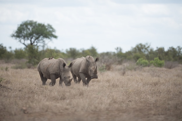 Beautiful rhinoceros walking on the bush field