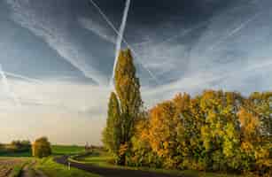 Бесплатное фото Красивая дорога, идущая через большие деревья на травянистом поле с облачным небом