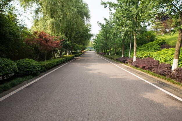 美しい道路は緑に囲まれています