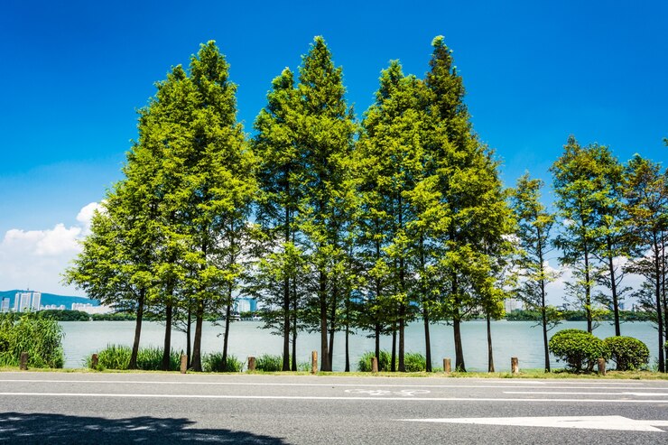 無料Photo 美しい道