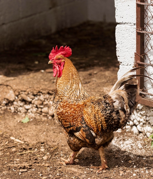 Beautiful rooster side view