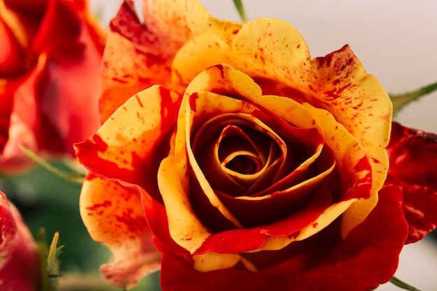 Beautiful rose blooming on plant