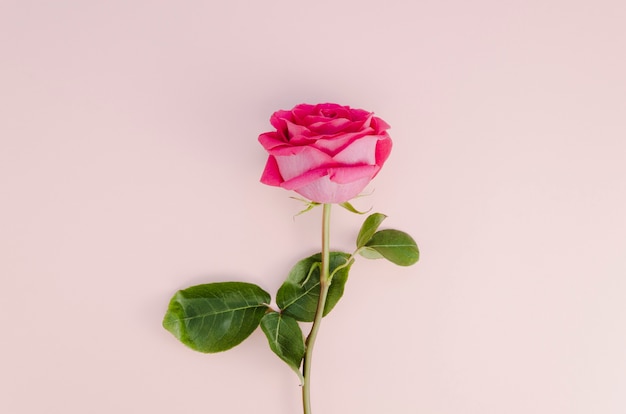 Beautiful rose on light pink background